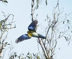 Platycercus adscitus