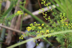 Hypericum limosum