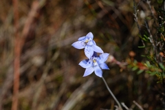 Thelymitra ixioides