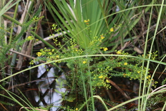 Hypericum limosum
