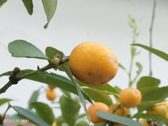 Citrus japonica