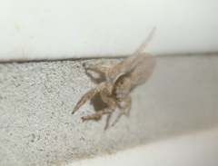 Menemerus bivittatus