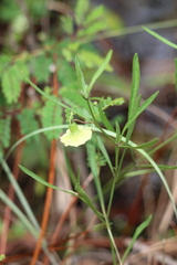 Physalis angustifolia