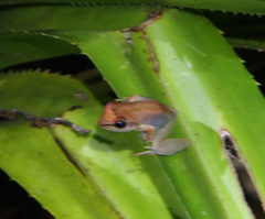 Anura