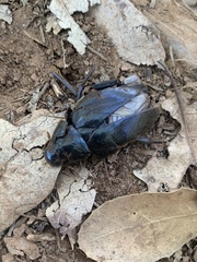 Hydrophilus triangularis