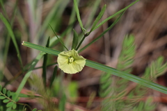 Physalis angustifolia
