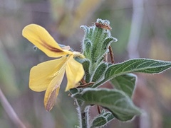 Acanthoideae