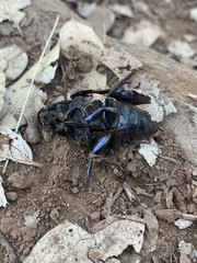 Hydrophilus triangularis