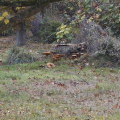 Gymnopilus ventricosus