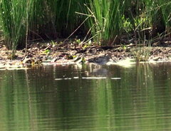 Gallinago hardwickii