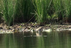 Gallinago hardwickii