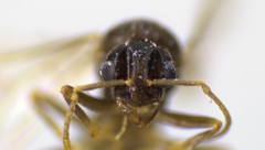 Lasius brevicornis