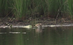 Gallinago hardwickii
