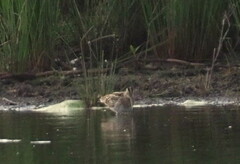 Gallinago hardwickii