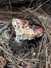 Russula cremoricolor