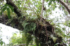 Tillandsia balbisiana