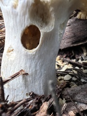 Russula cremoricolor