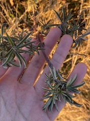Lupinus arboreus