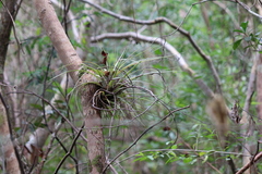 Tillandsia fasciculata