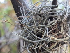 Tillandsia recurvata