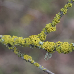 Polycauliona polycarpa