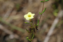 Angadenia berteroi