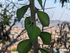 Pereskiopsis diguetii