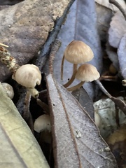 Mycetinis copelandii