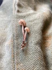 Mycetinis copelandii