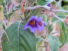 Acanthoideae