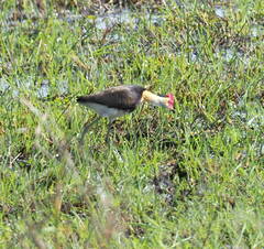 Irediparra gallinacea