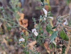 Tetrameriinae