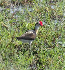 Irediparra gallinacea