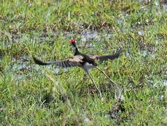 Irediparra gallinacea