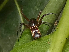 Micrathena fissispina