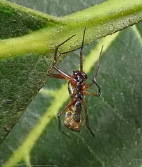 Micrathena fissispina