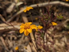 Dyssodia tagetiflora