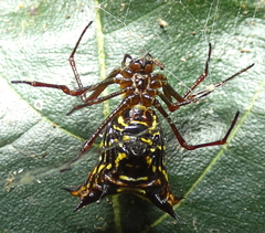 Micrathena fissispina