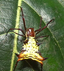 Micrathena fissispina