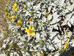 Encelia farinosa