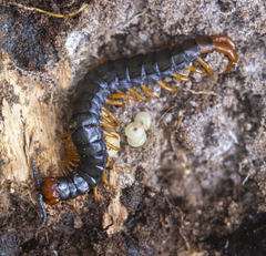 Cormocephalus
