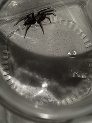 Herpyllus ecclesiasticus