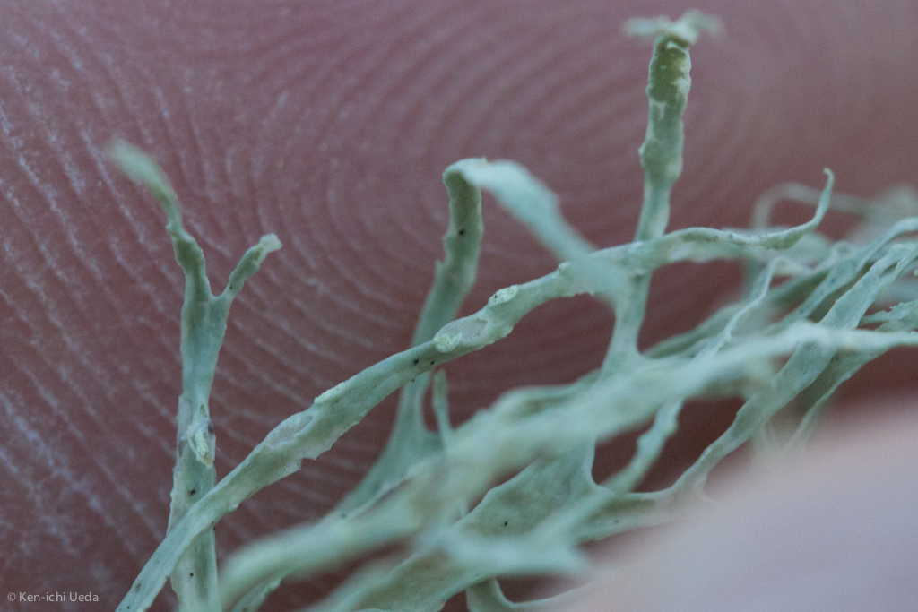 Ramalina farinacea image