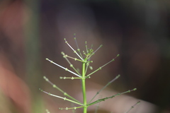 Lomandra ramosissima