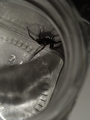 Herpyllus ecclesiasticus