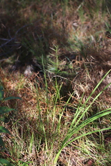Lomandra ramosissima