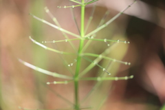 Lomandra ramosissima
