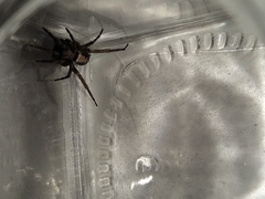 Herpyllus ecclesiasticus