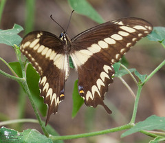 Heraclides ornythion