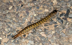 Ethmostigmus rubripes